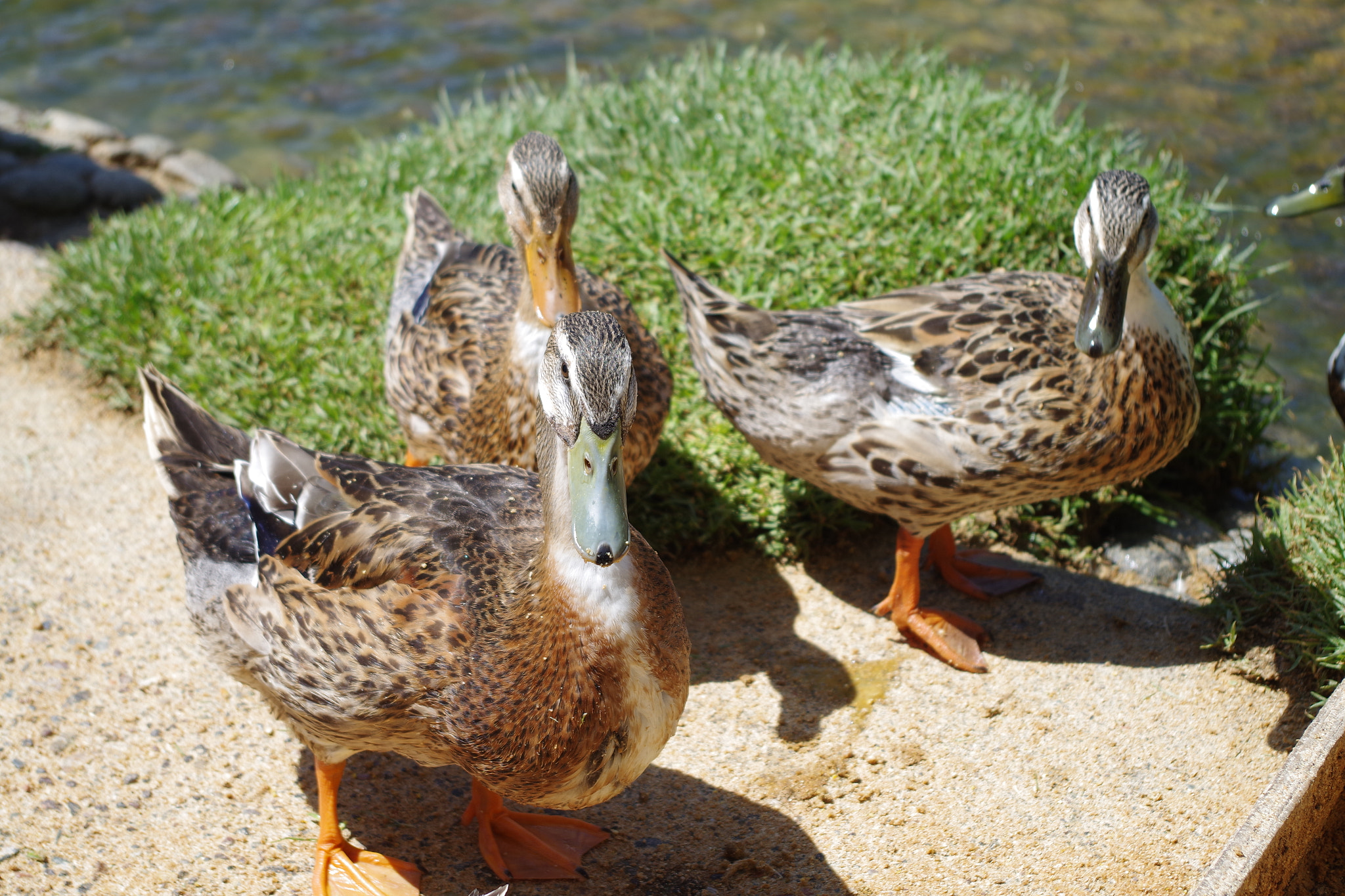 Pentax K-S2 sample photo