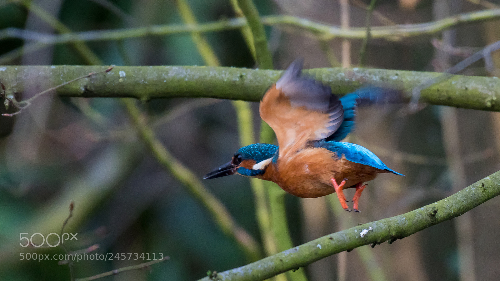 Nikon D500 sample photo. Kingfisher start! photography