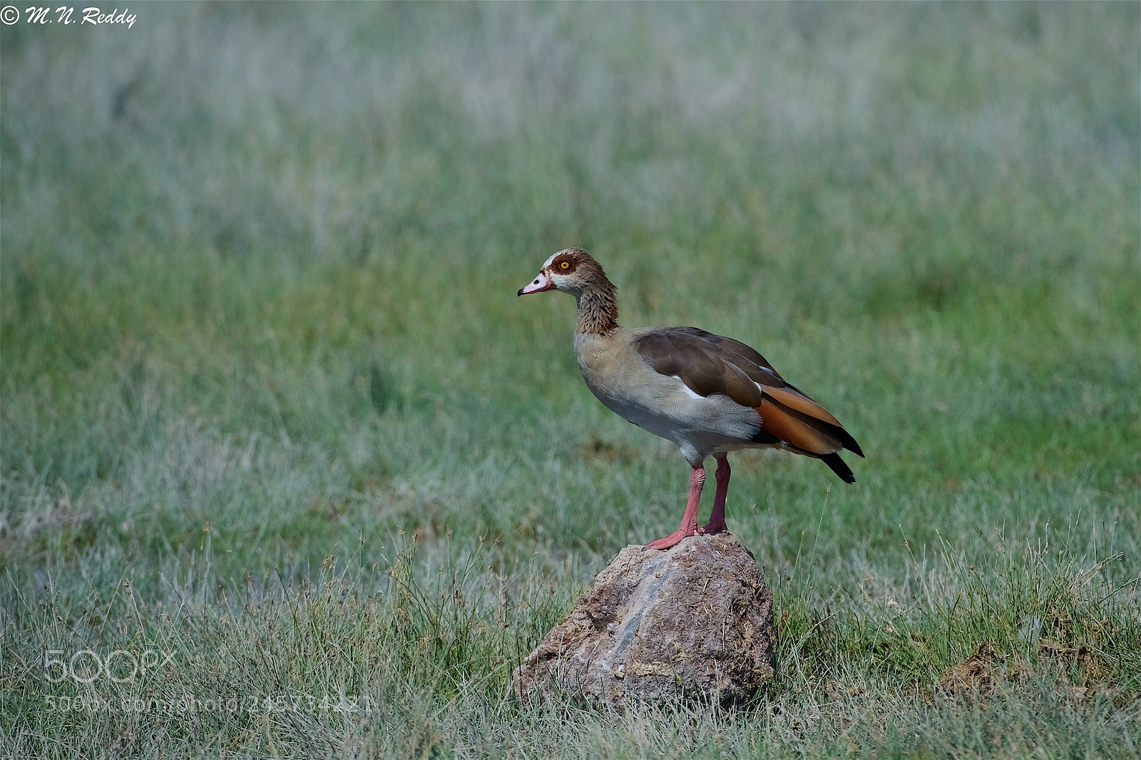 Nikon D5 sample photo. Egyptian goose photography