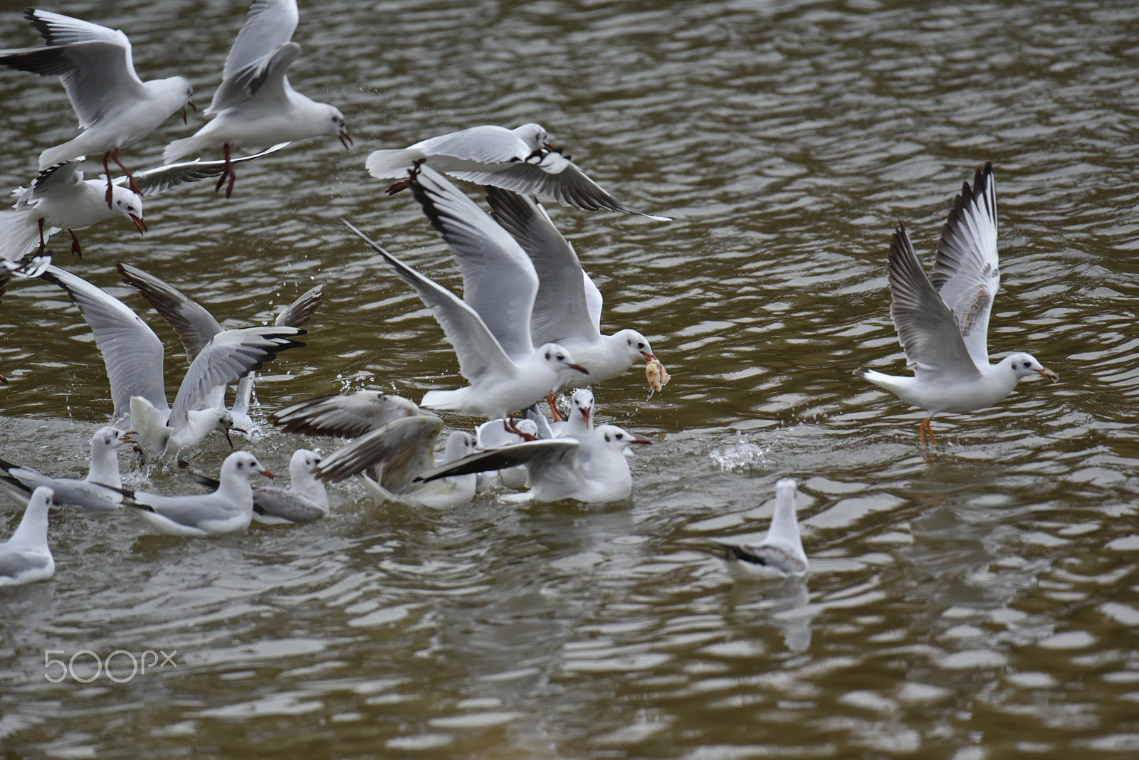 Nikon AF-S Nikkor 200-500mm F5.6E ED VR sample photo. Dinner time photography