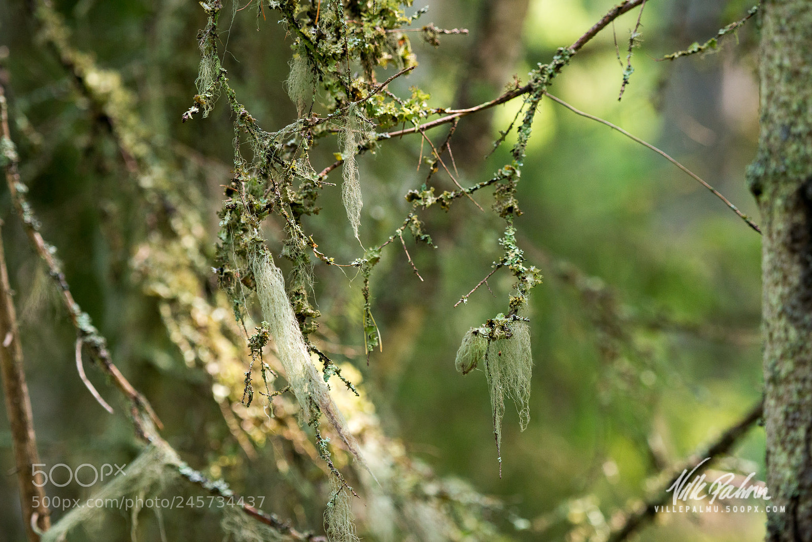 Nikon D800 sample photo. Naavaa photography