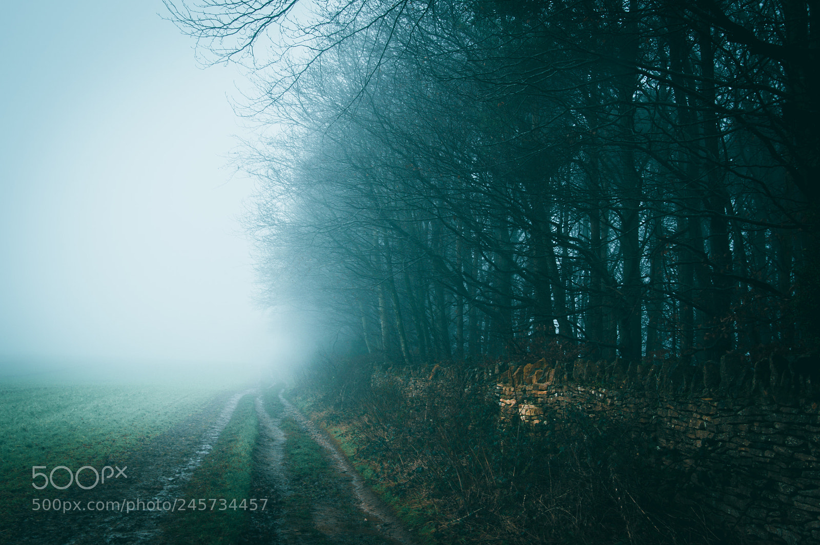 Nikon D3200 sample photo. Foggy path photography