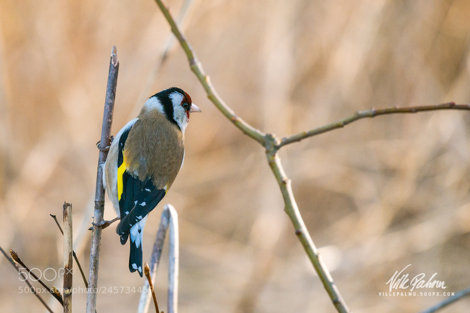 Nikon D800 sample photo. Carduelis carduelis photography