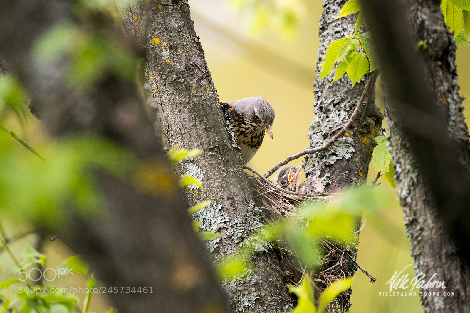 Nikon D800 sample photo. Turdus pilaris photography