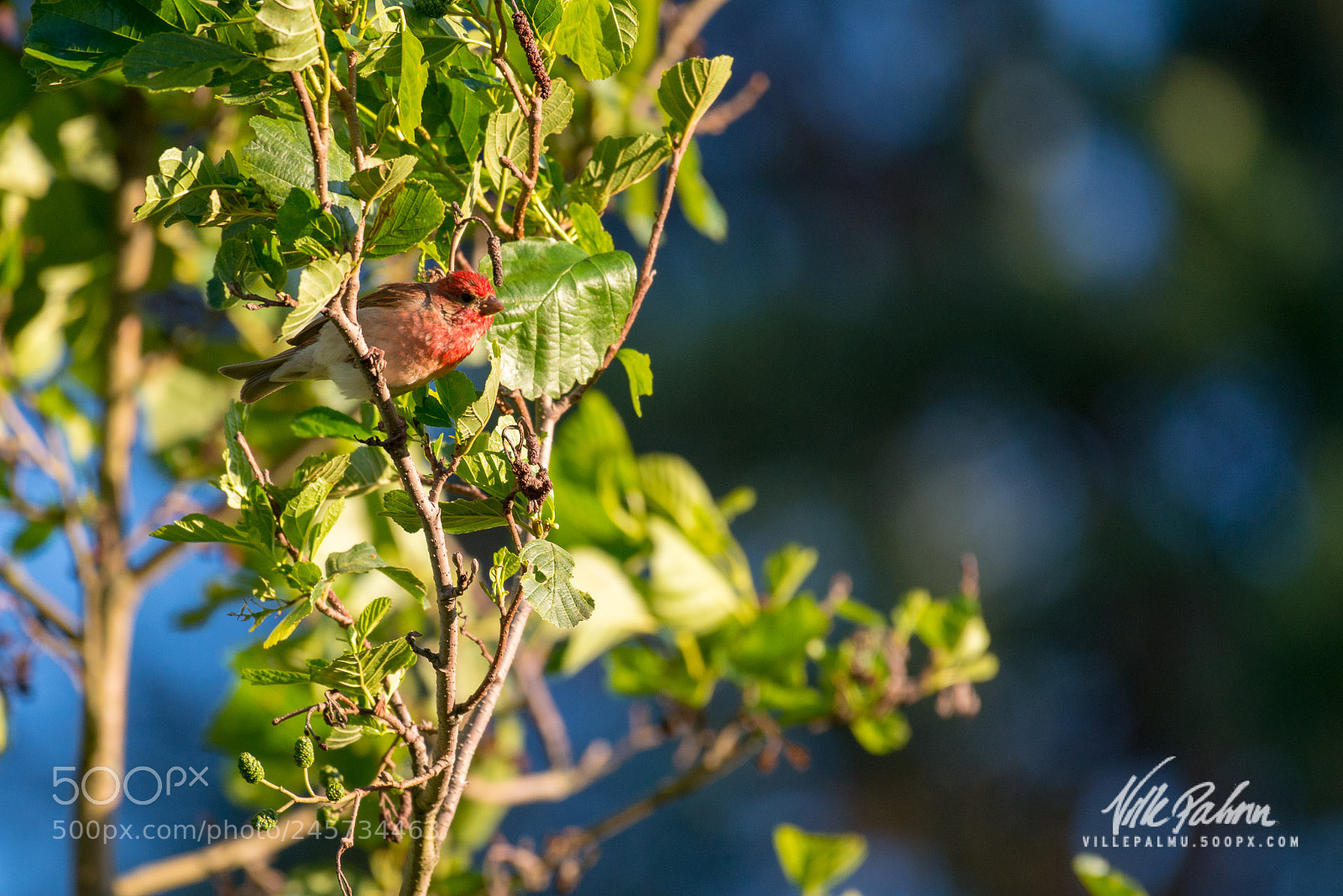 Nikon D800 sample photo. Carpodacus erythrinus photography
