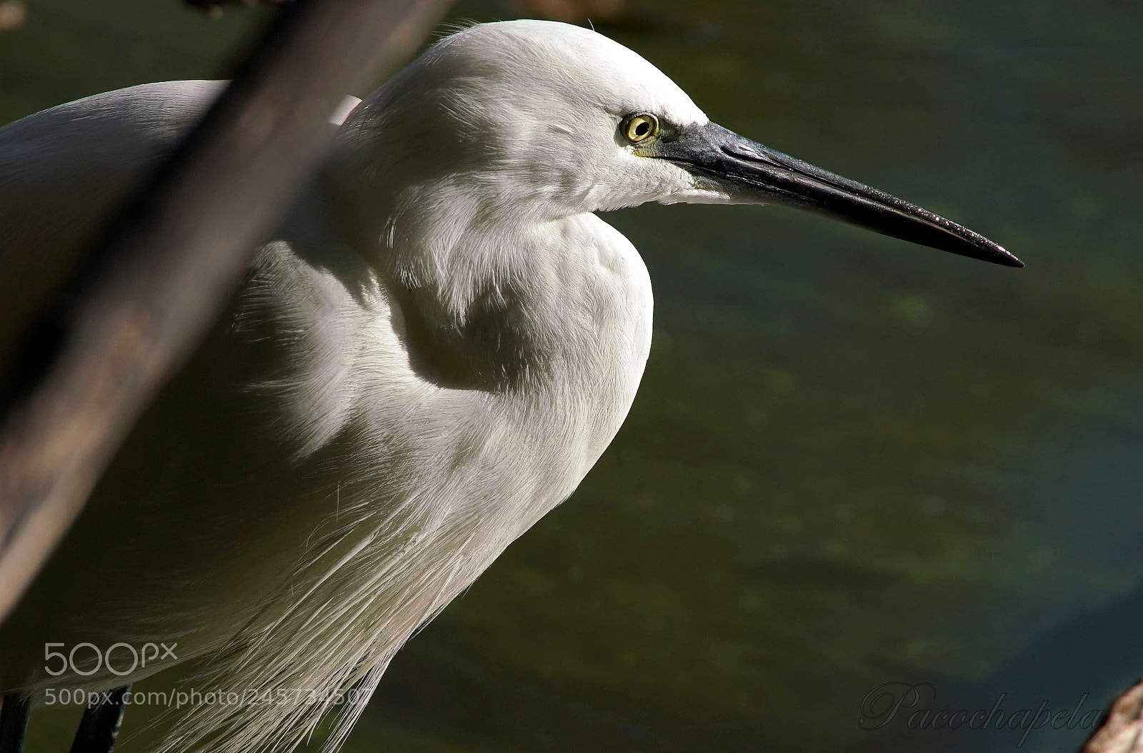 Sony a99 II sample photo. Detalles photography