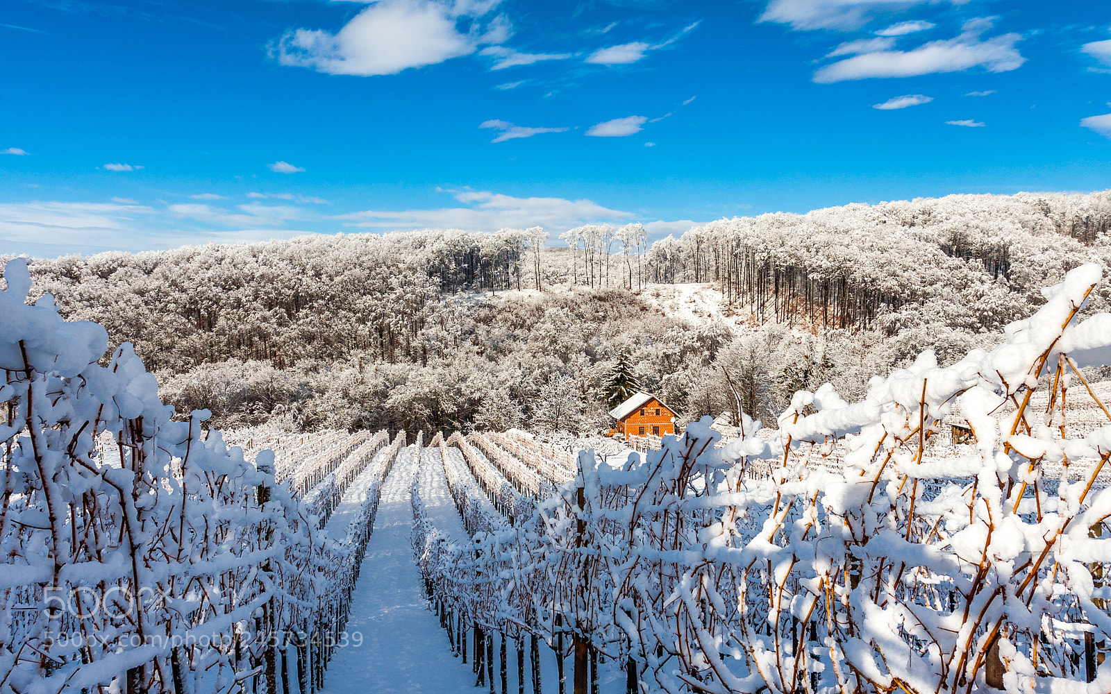 Canon EOS 40D sample photo. Vineyard covered in snow photography