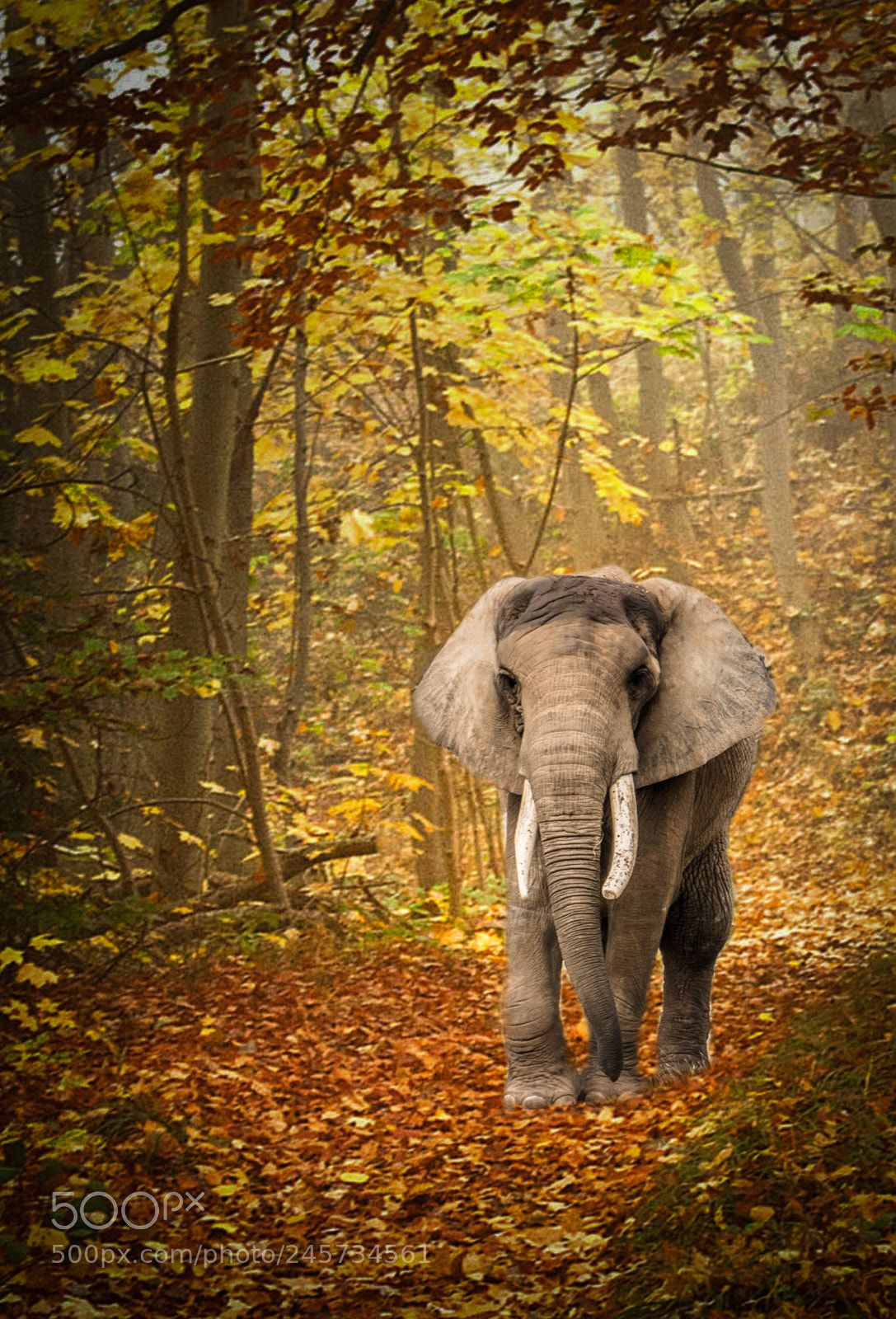 Nikon D7200 sample photo. The elephant !!! photography