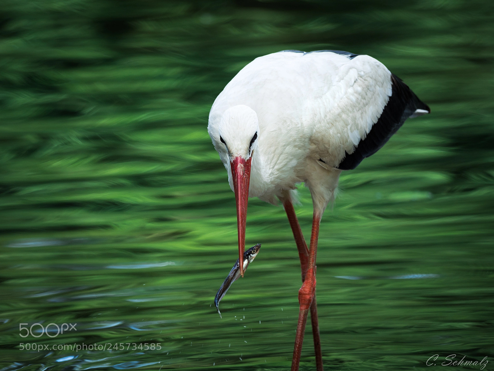 Olympus OM-D E-M1 Mark II sample photo. Stork photography