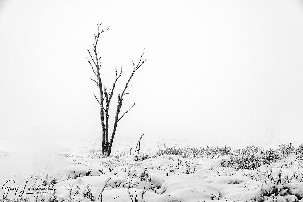 Nikon D610 sample photo. Simplicity photography