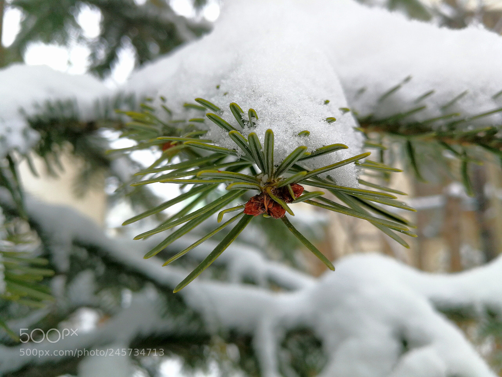 HUAWEI P10 sample photo. Snow photography