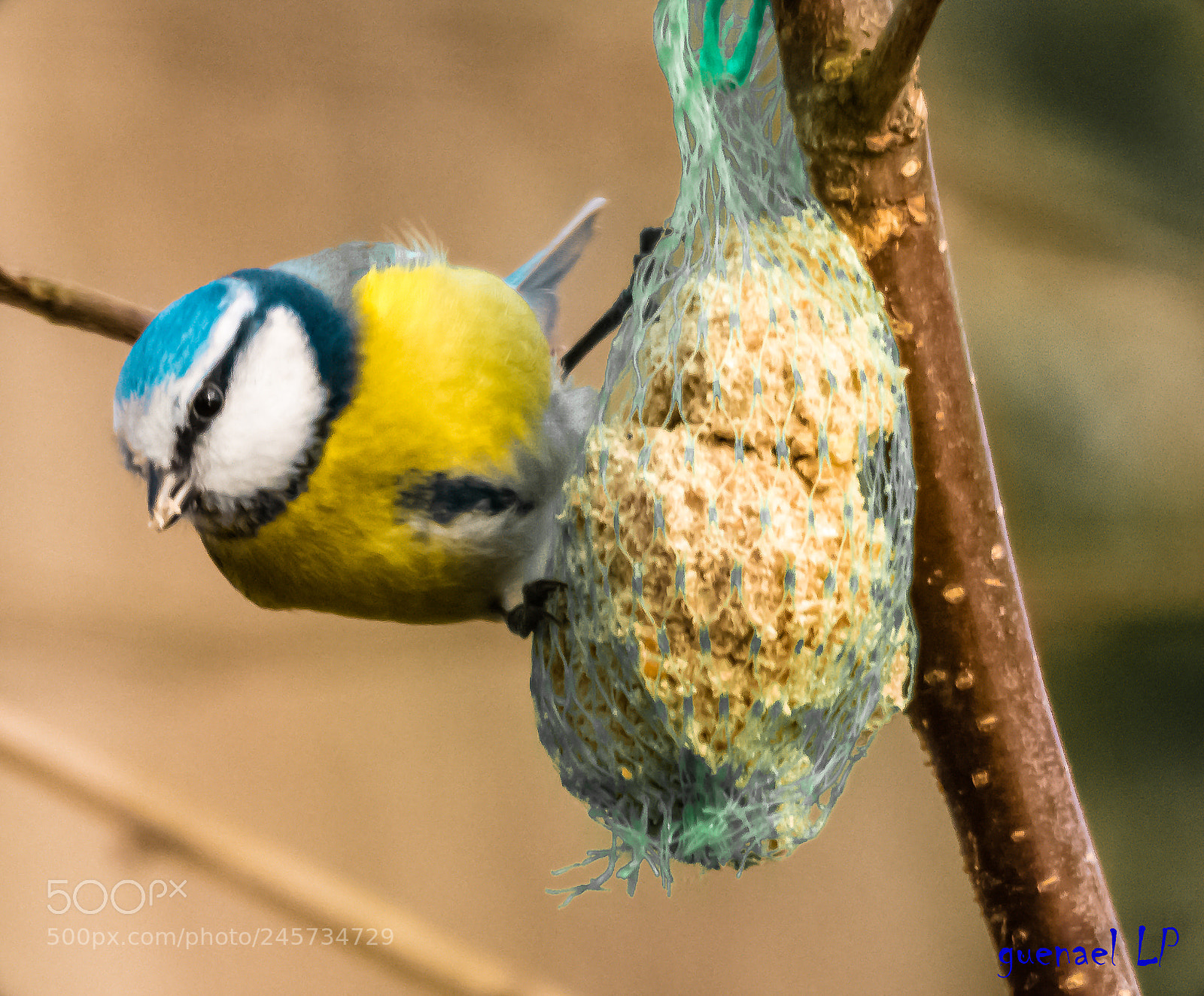 Nikon D5200 sample photo. Mesanges photography