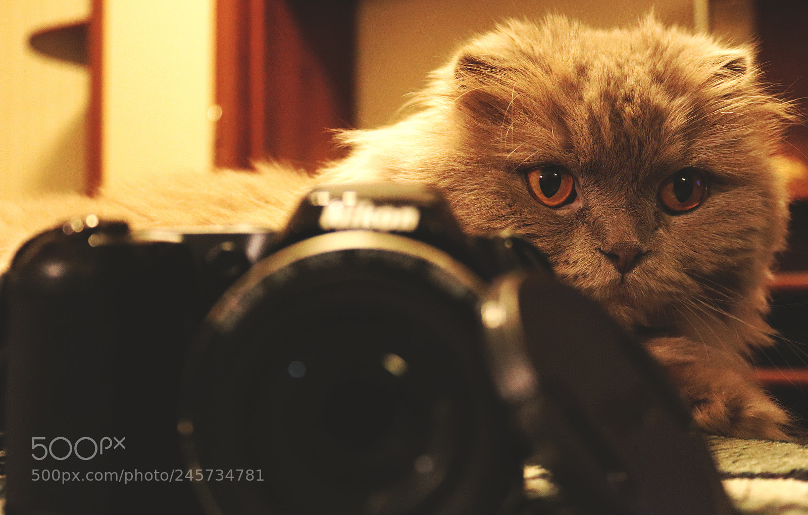 Canon EOS 200D (EOS Rebel SL2 / EOS Kiss X9) sample photo. My cat photography