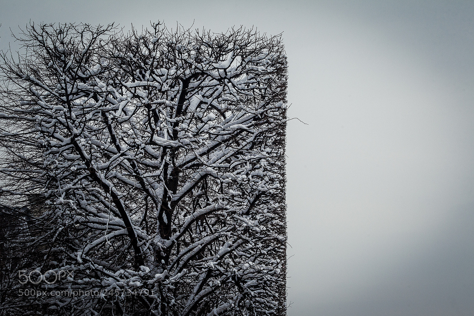Canon EOS-1D Mark IV sample photo. Perfect cut trees jardin photography