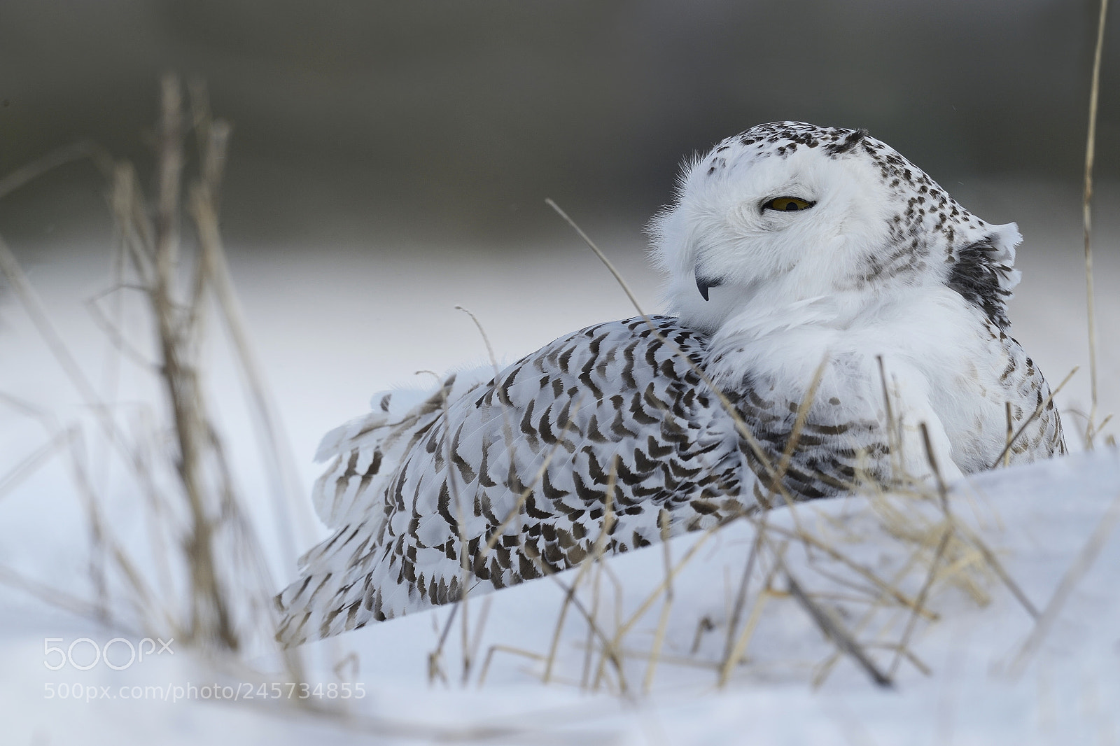 Nikon D4 sample photo. Harfang des neiges snowy photography