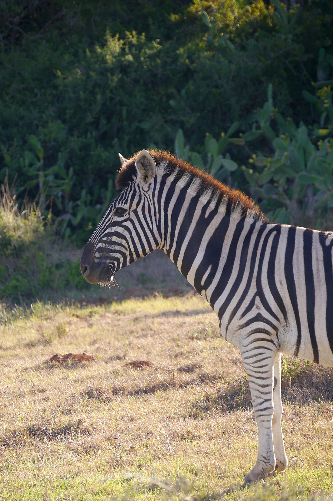 Panasonic Lumix DMC-G5 sample photo. Zebra in south africa photography