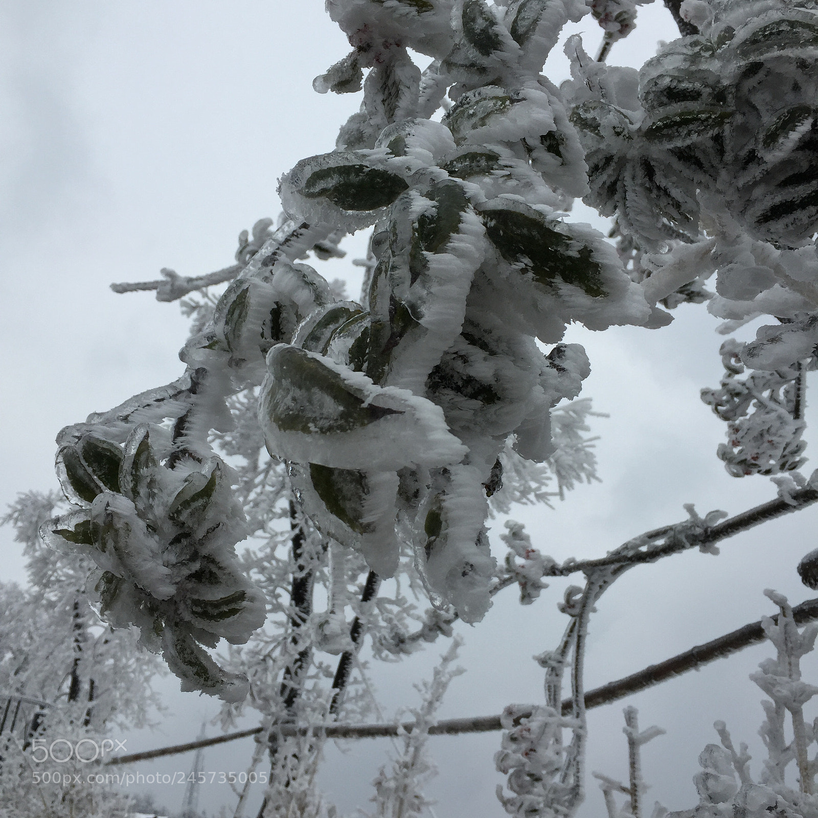 Apple iPhone 6 sample photo. Untitled photography