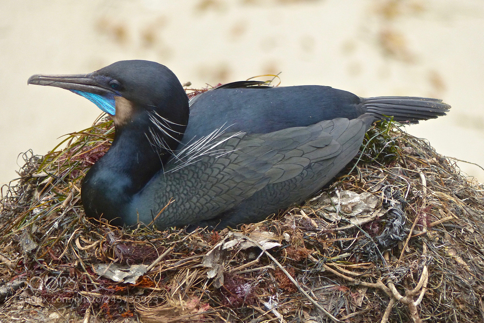 Panasonic Lumix DMC-FZ200 sample photo. Colorful cormorant on a photography