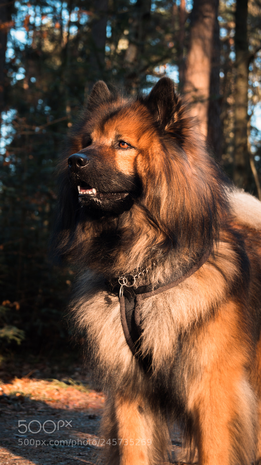 Sony SLT-A68 sample photo. Good boy photography