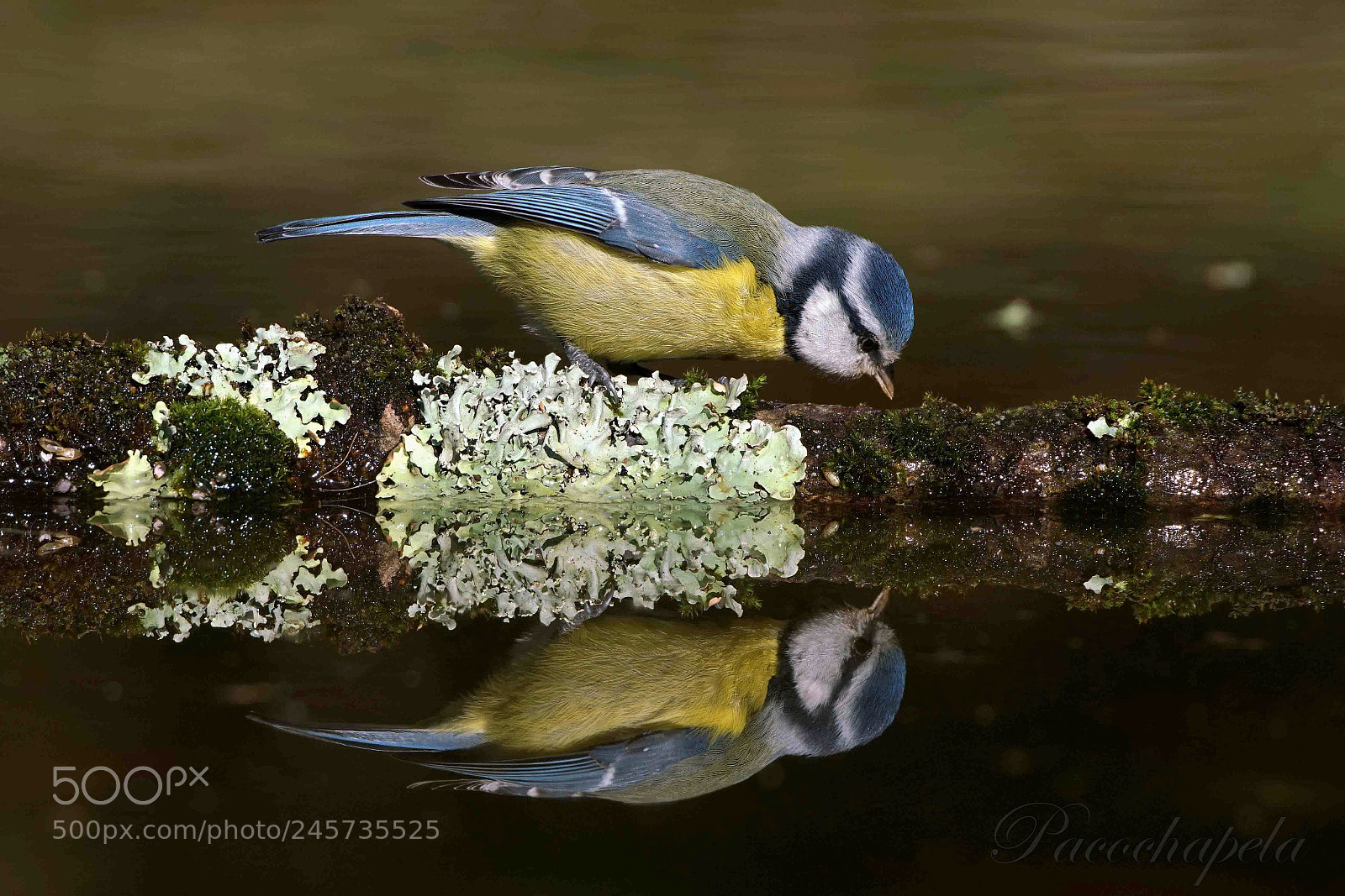Sony a99 II sample photo. Herrerillo y su reflejo photography