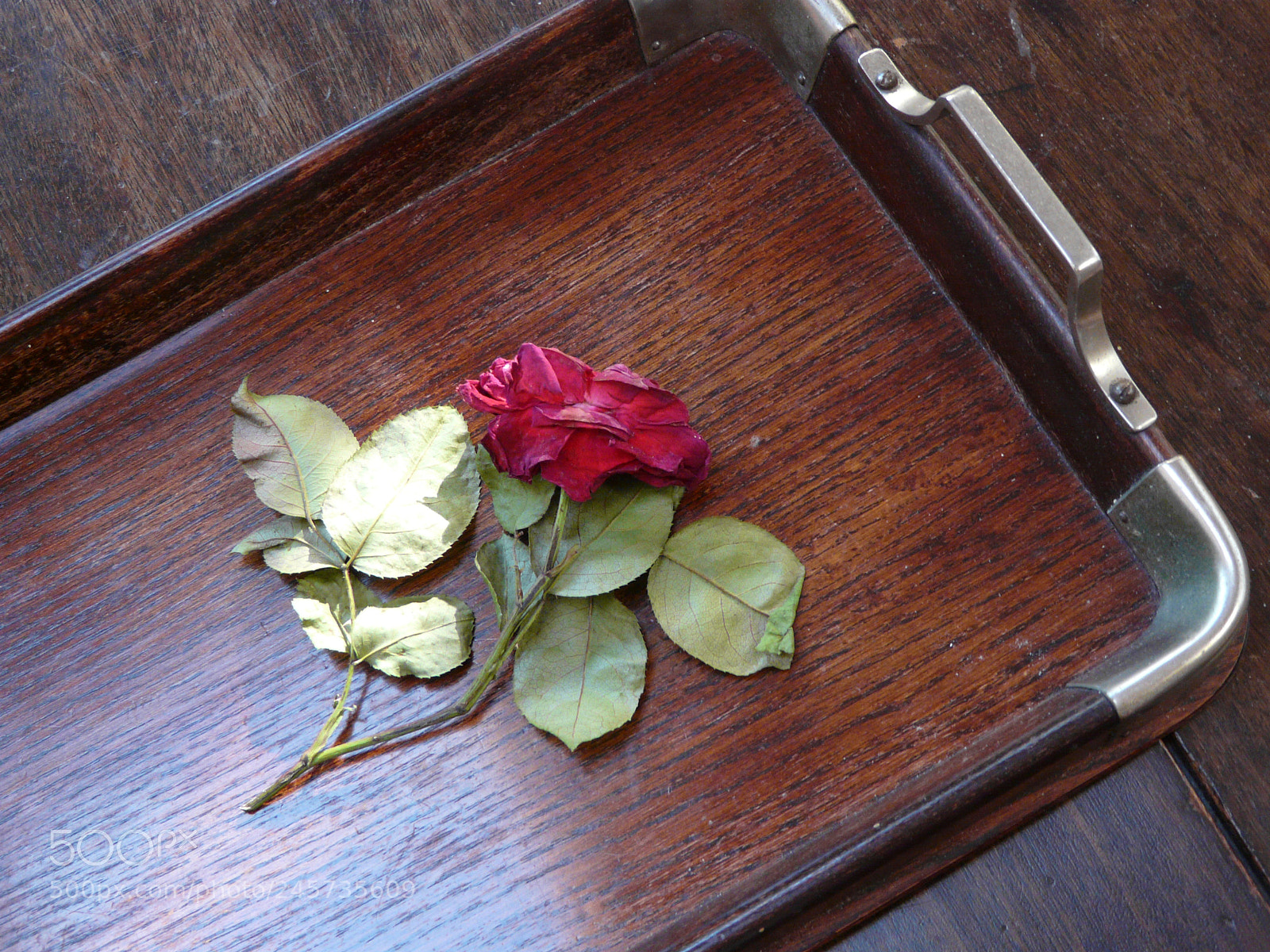 Panasonic DMC-FZ18 sample photo. Wilted rose photography