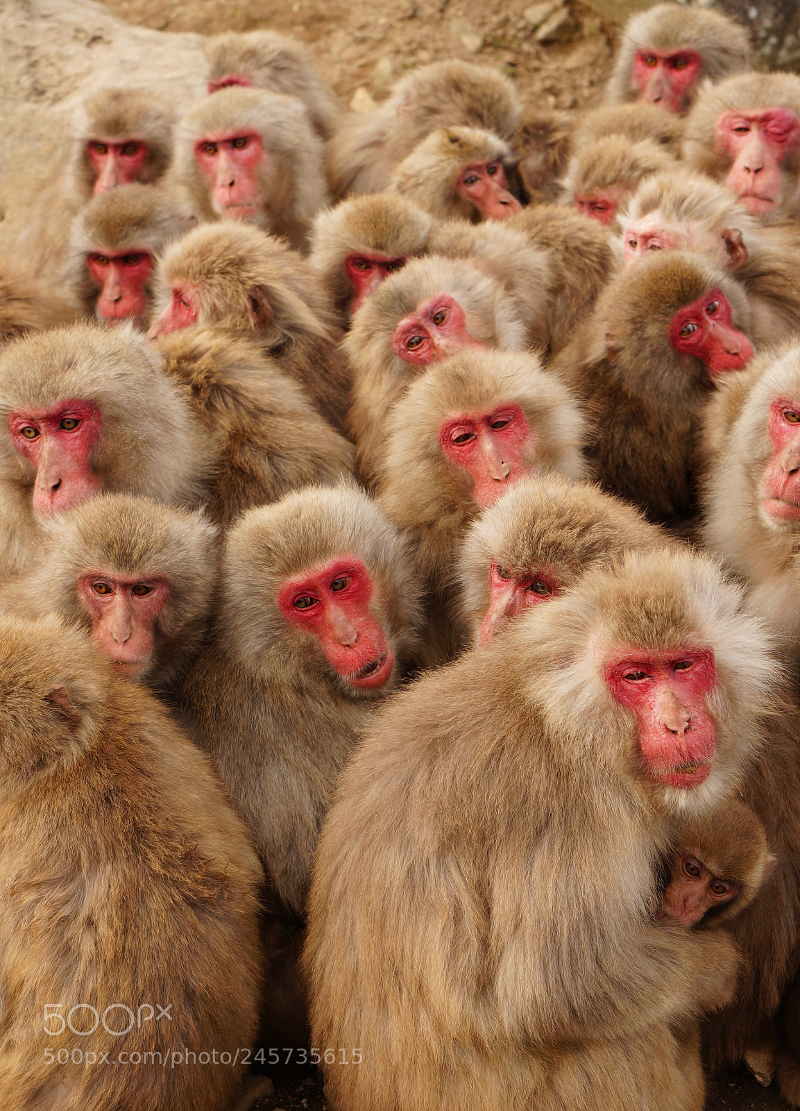 Sony Alpha NEX-5R sample photo. Huddling japanese monkeys photography