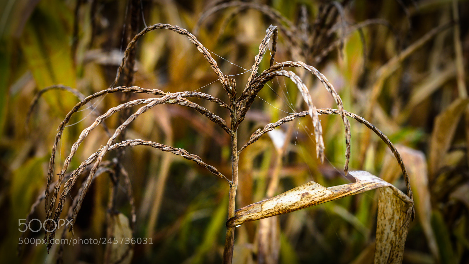 Nikon D3200 sample photo. Corn tassel with raindrops photography