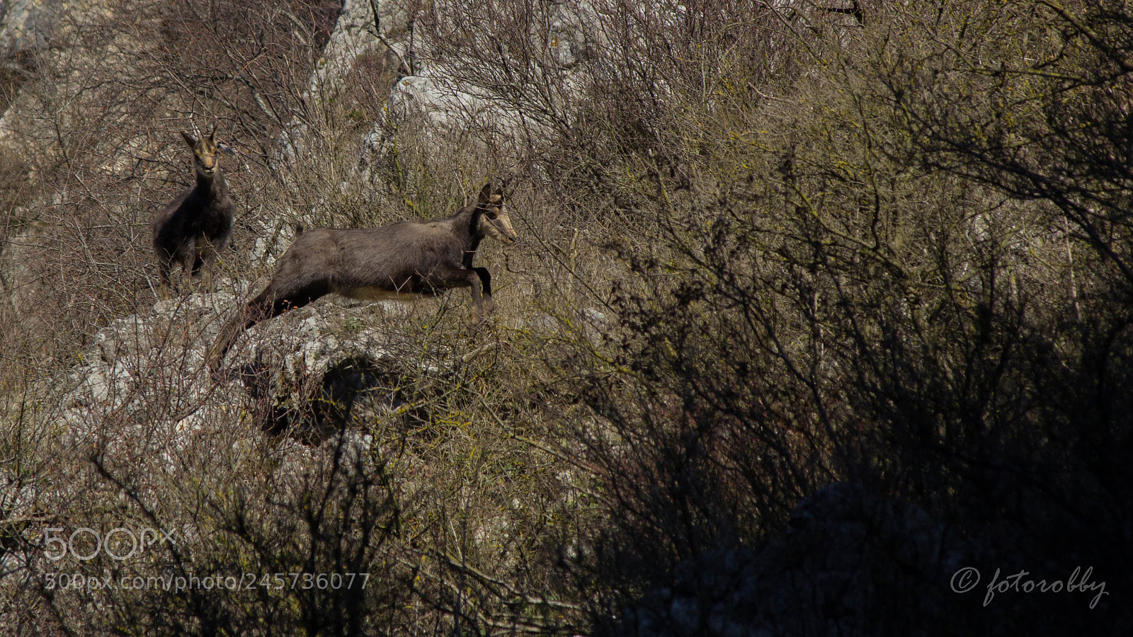 Canon EOS 600D (Rebel EOS T3i / EOS Kiss X5) sample photo. Agility photography