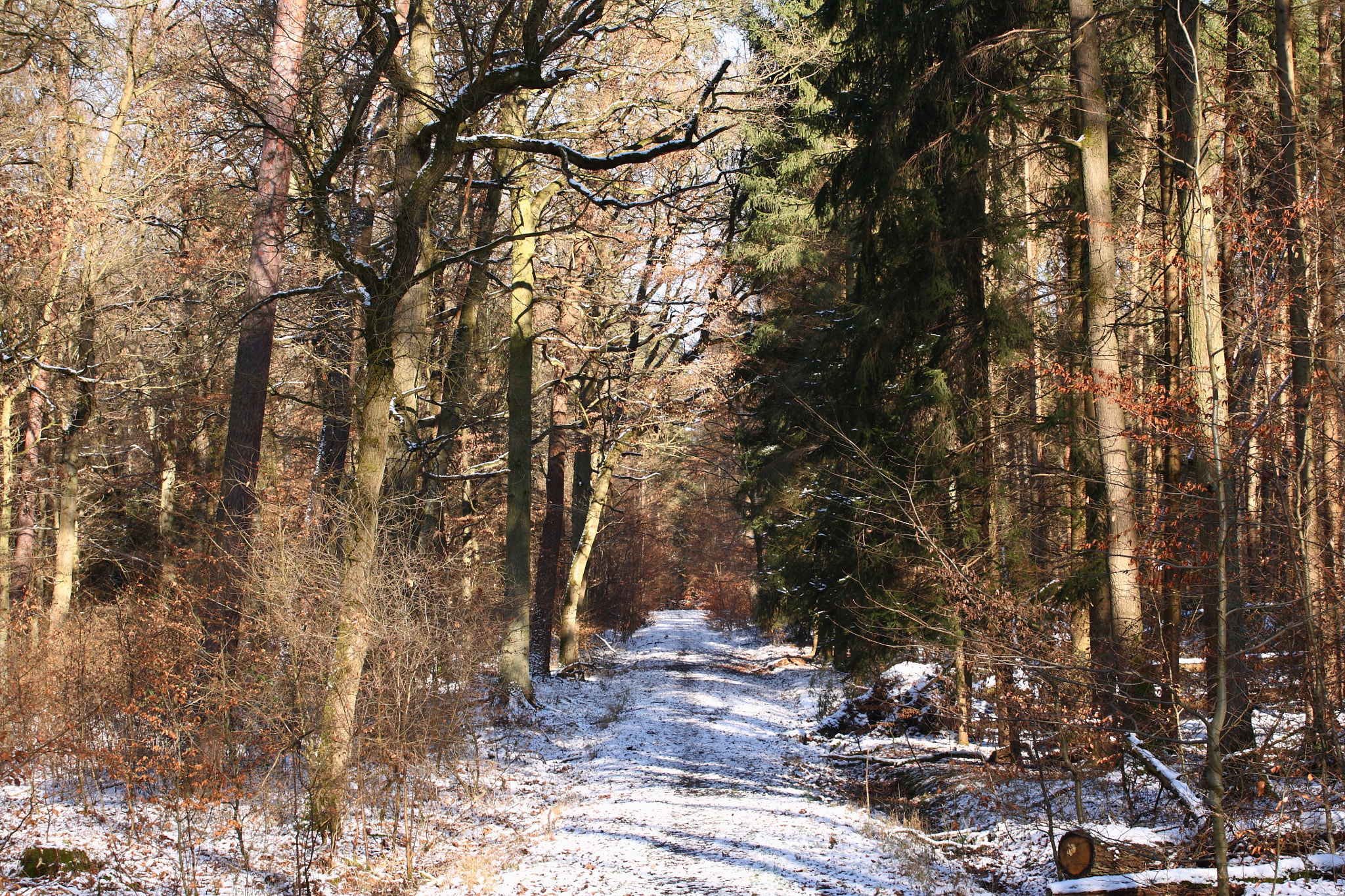 Canon EOS 5D + Canon EF 70-200mm F4L USM sample photo. The winter light photography