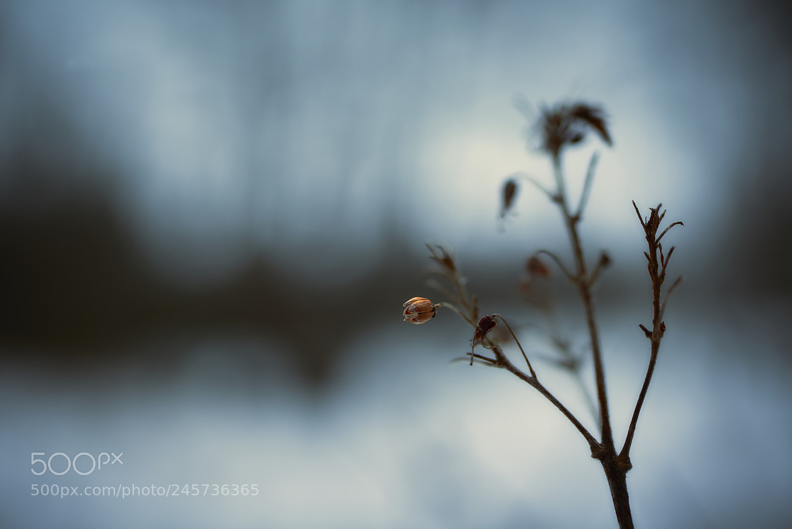 Nikon D800E sample photo. In the gloomy winter photography
