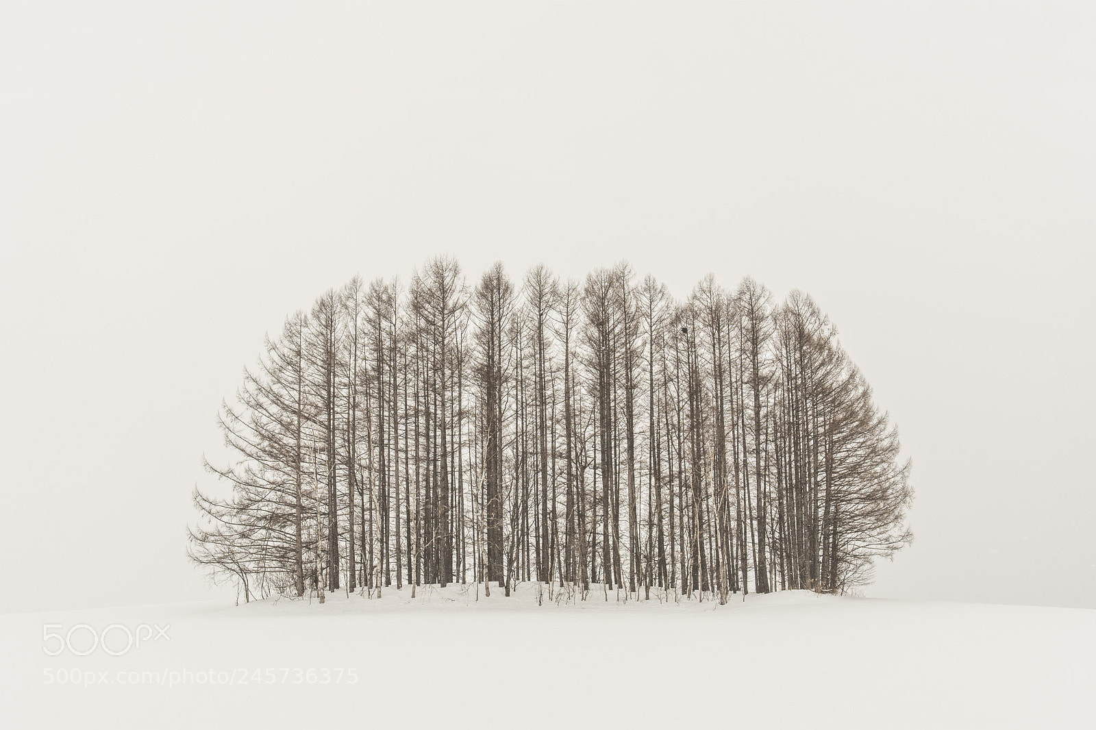 Nikon D500 sample photo. Mild seven tree, hokkaido photography