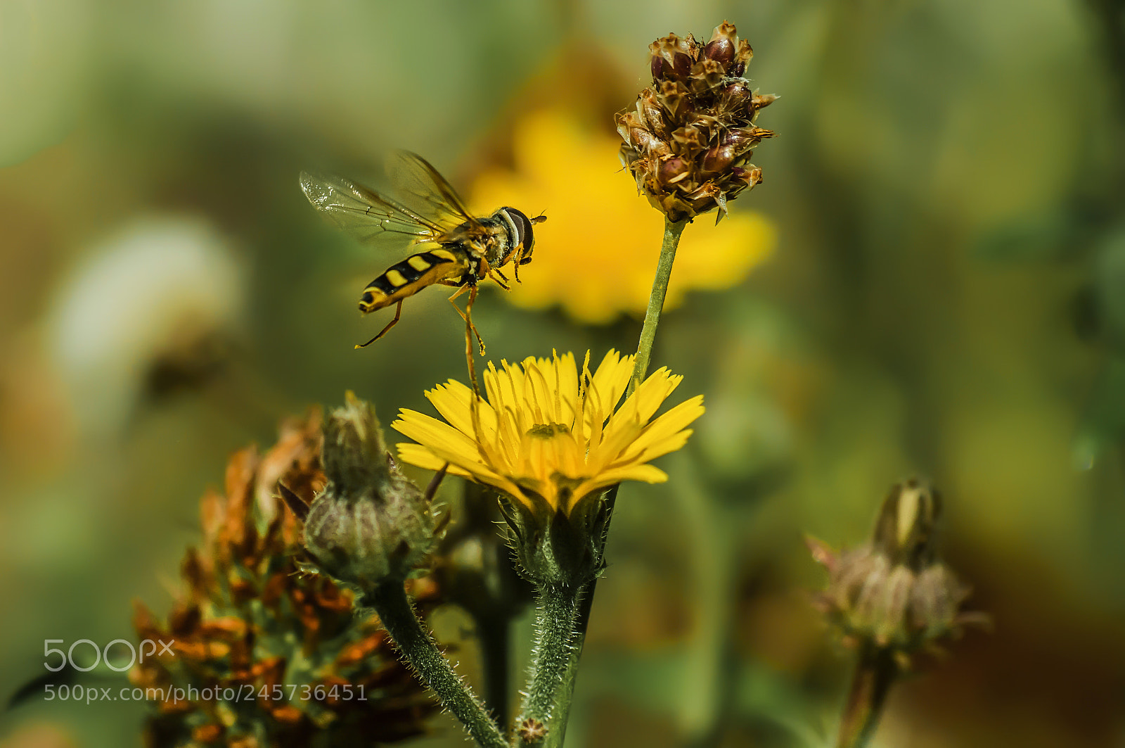 Nikon D90 sample photo. Flight of a fly photography