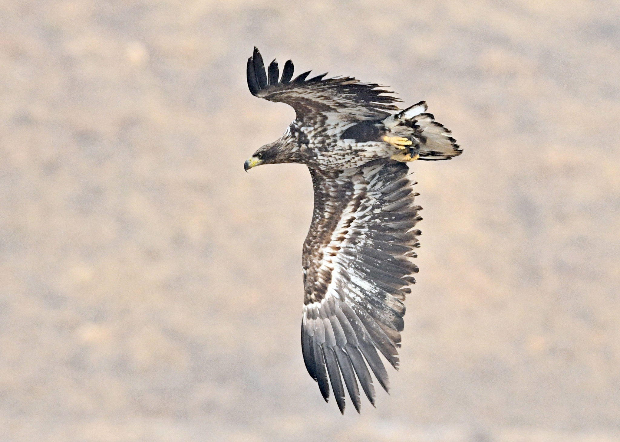 Nikon AF-S Nikkor 600mm F4G ED VR sample photo. White-tailed sea eagle photography