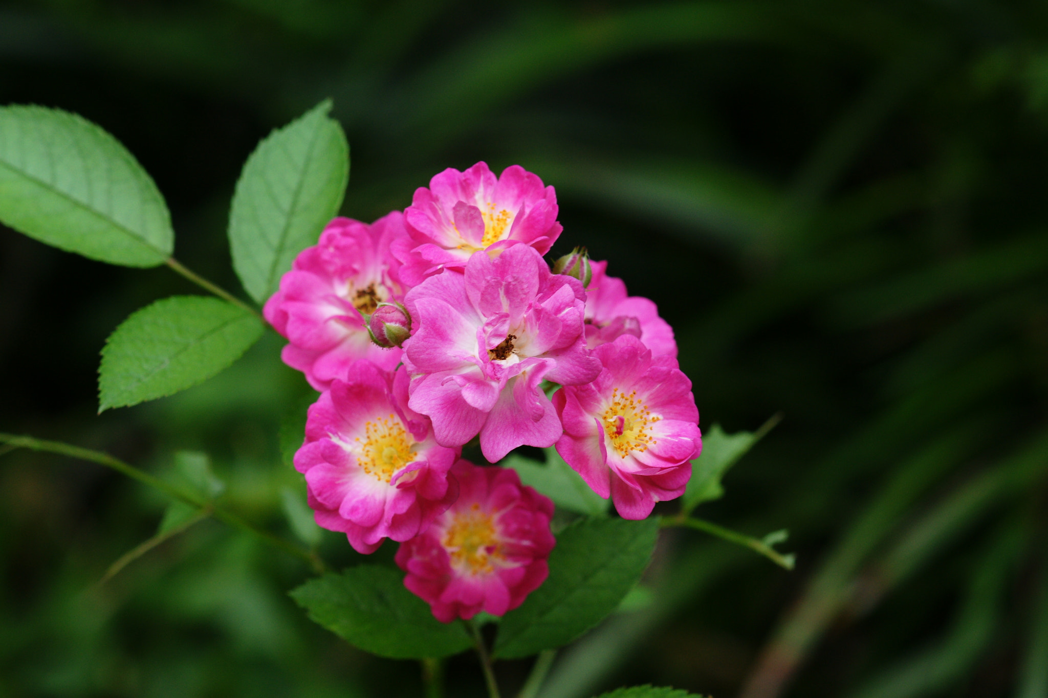 Sony Alpha DSLR-A700 + Sony 100mm F2.8 Macro sample photo