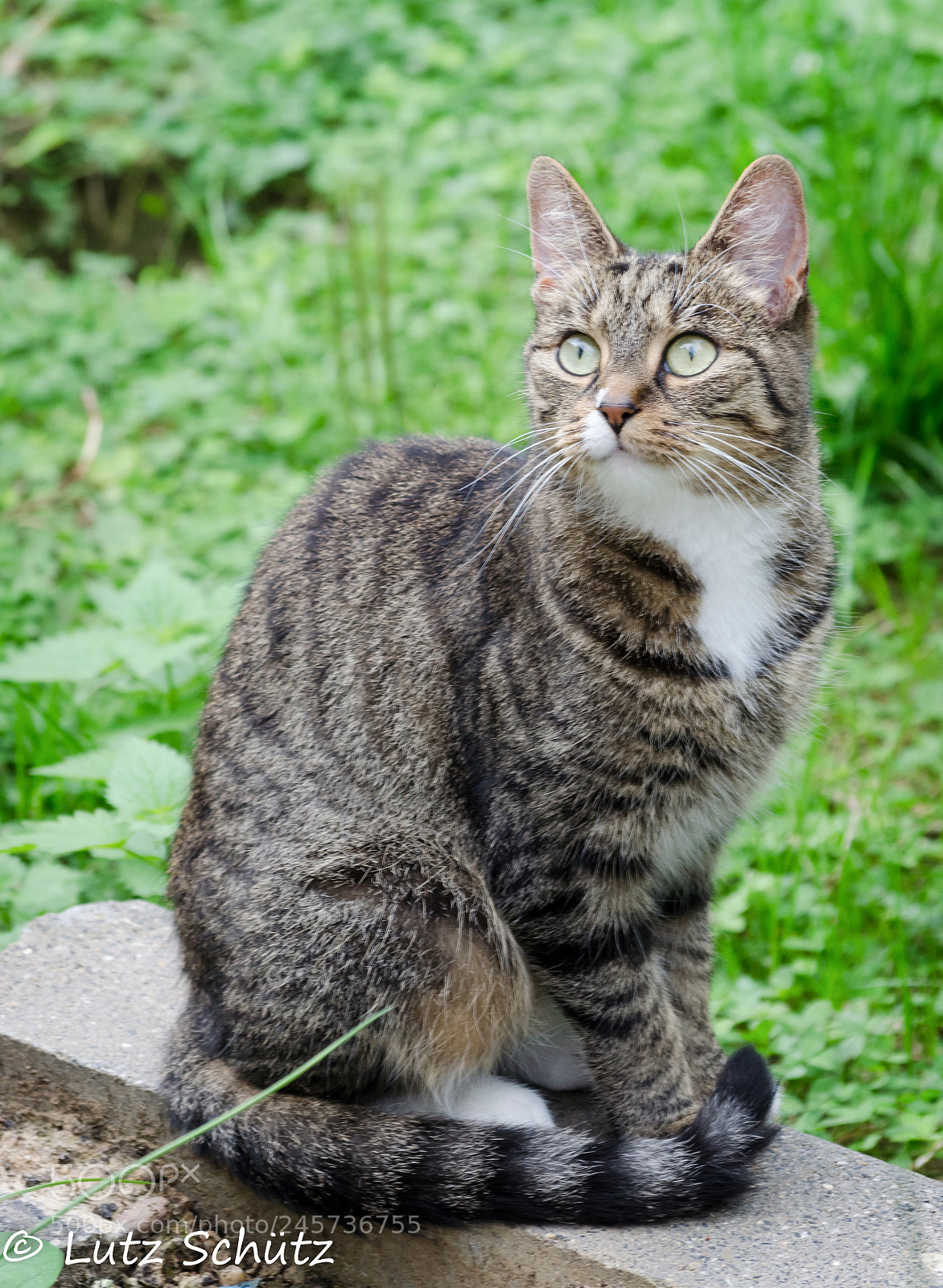 Nikon D5100 sample photo. Fr. antje photography