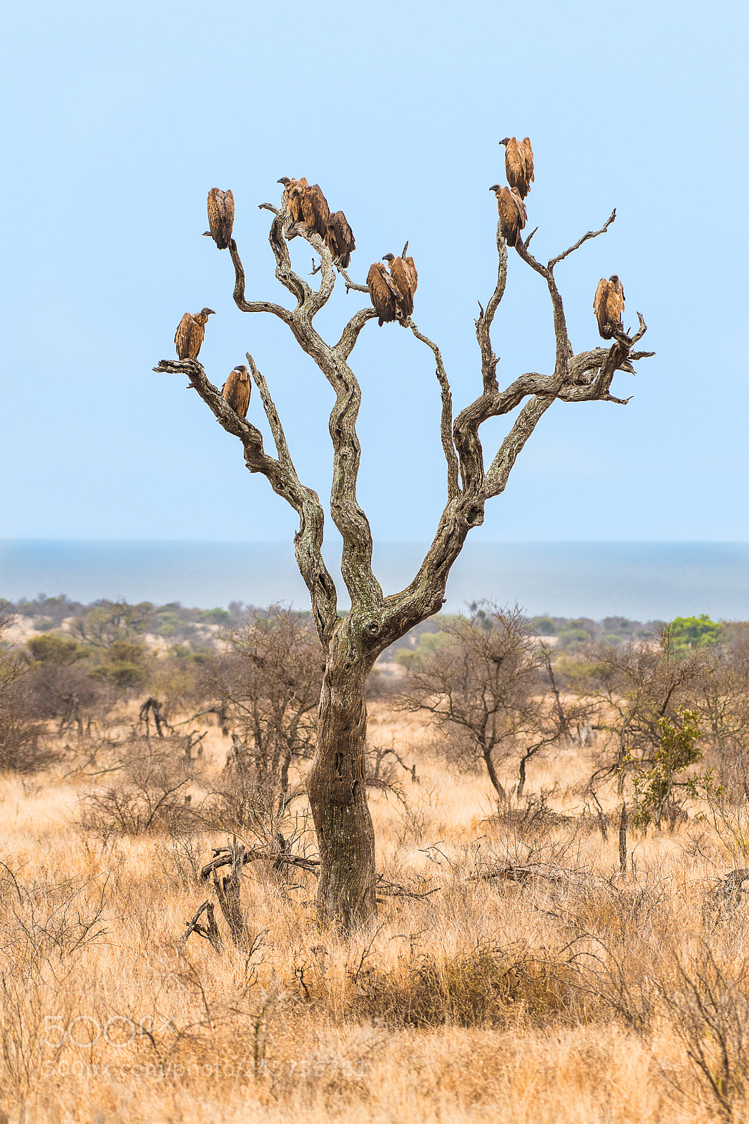 Nikon D500 sample photo. Death tree photography