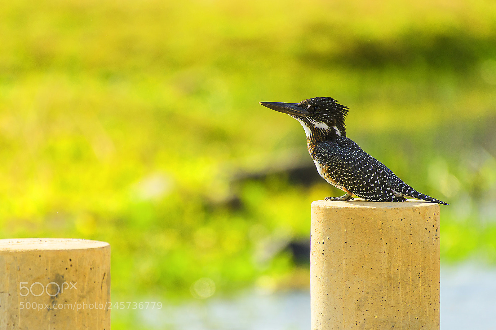 Nikon D500 sample photo. Gian kingfisher photography
