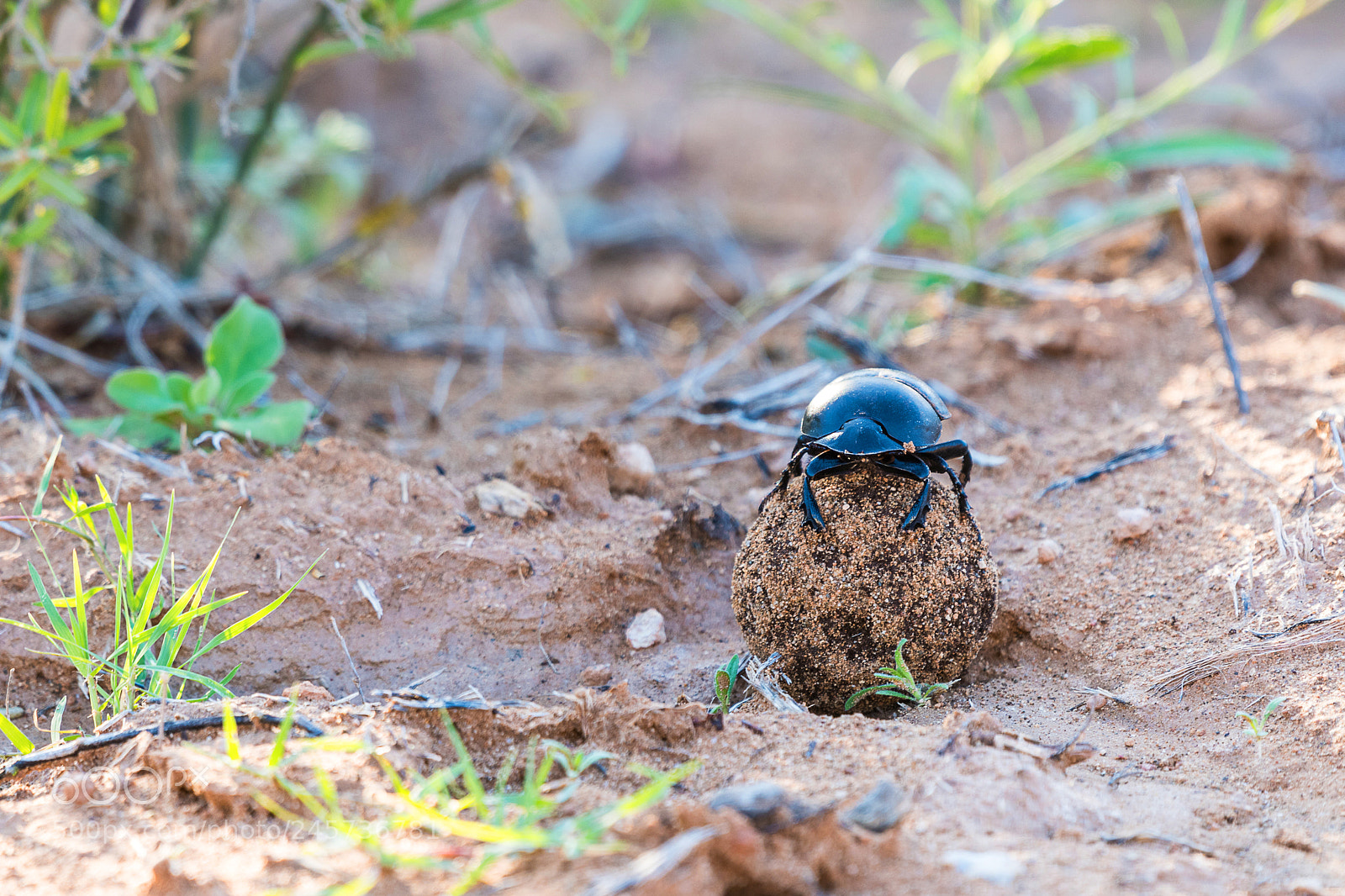 Nikon D500 sample photo. Dung photography