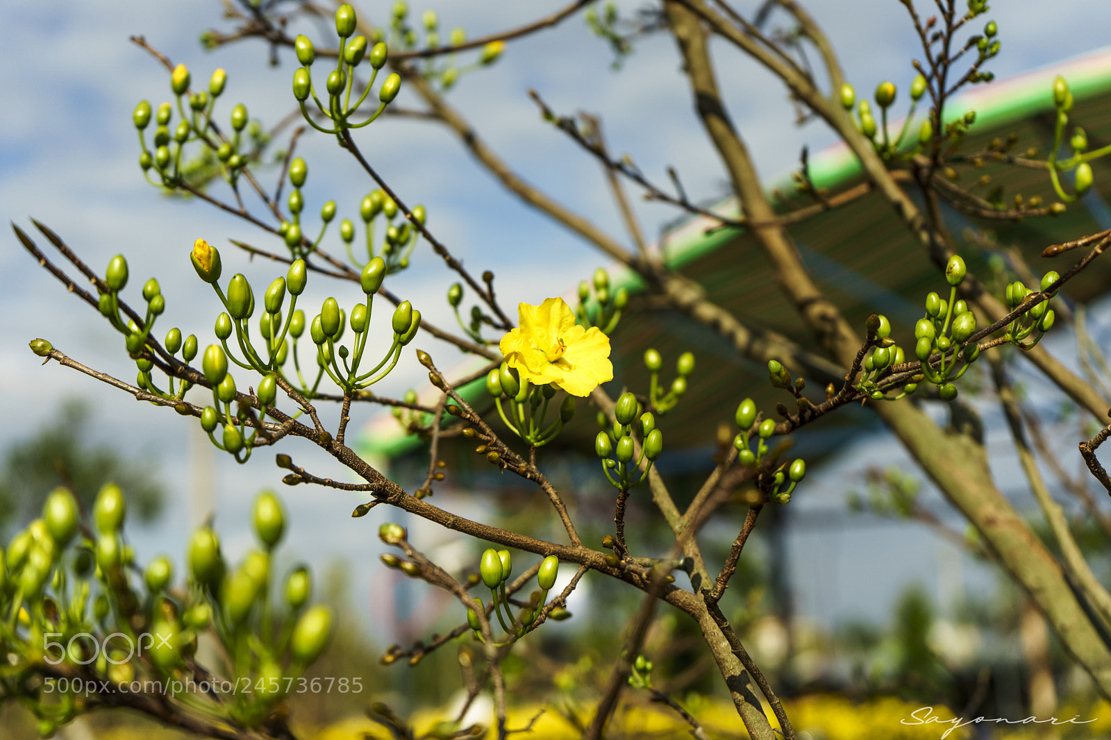 Sony a7 II sample photo. Tet holiday photography