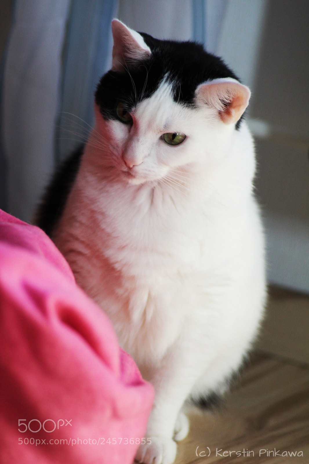 Canon EOS 1300D (EOS Rebel T6 / EOS Kiss X80) sample photo. Lovly cat photography
