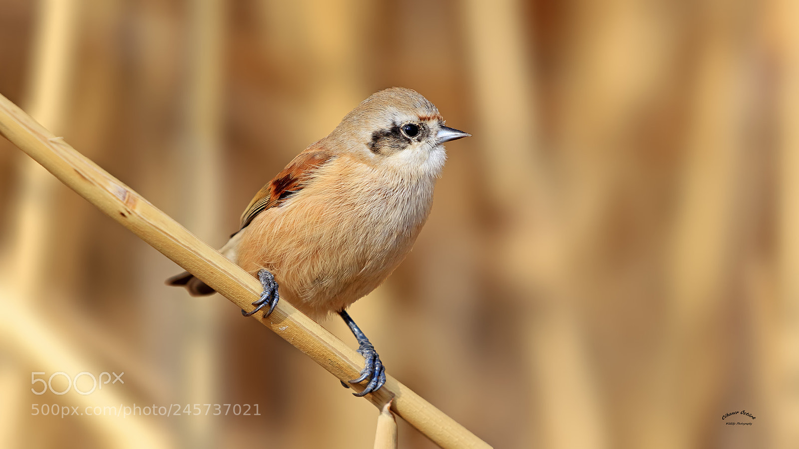 Canon EOS 7D Mark II sample photo. Eurasian penduline tit photography