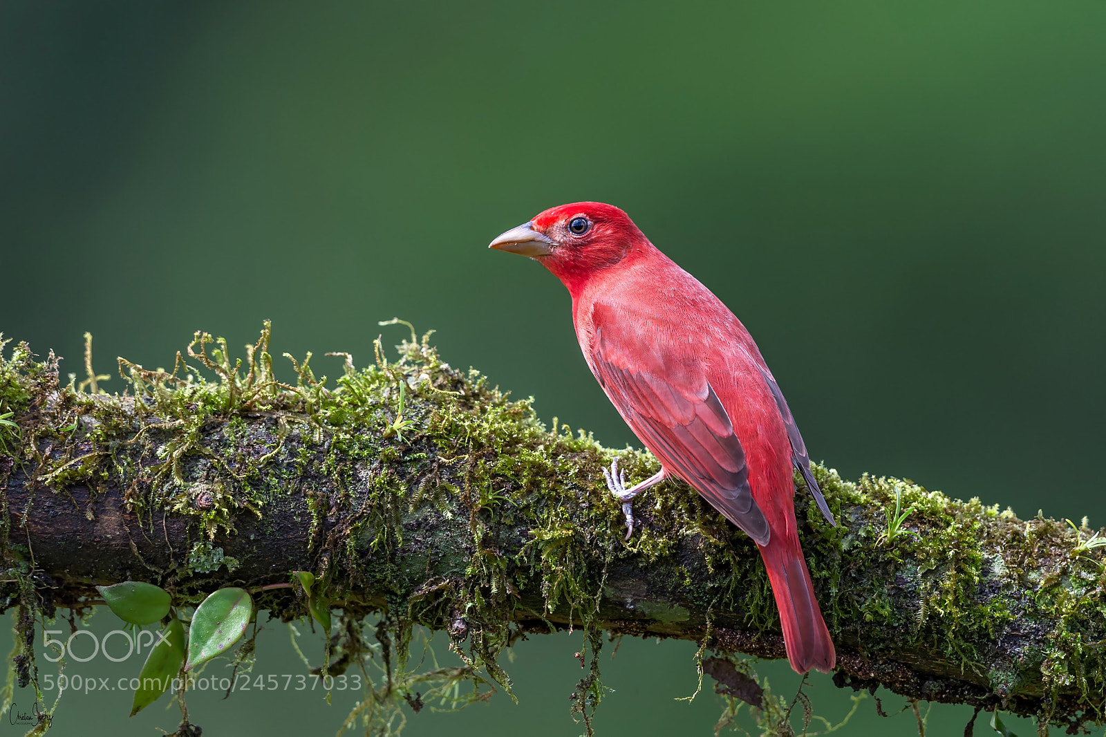 Nikon D4 sample photo. Summer tanager photography