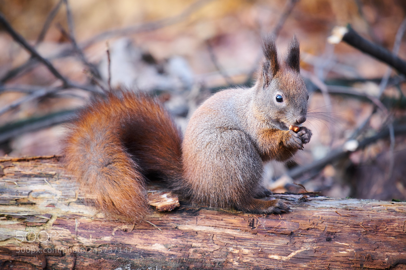 Fujifilm X-T20 sample photo. Squirrel at winter time photography