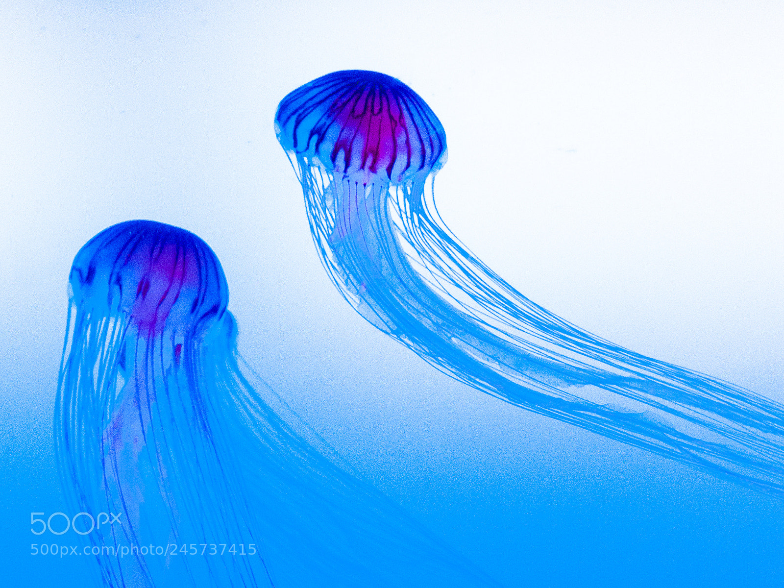 Nikon D300 sample photo. Blue jellyfish photography