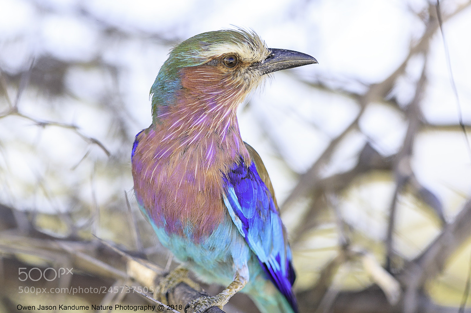 Canon EOS-1D X Mark II sample photo. Lalic breasted roller photography