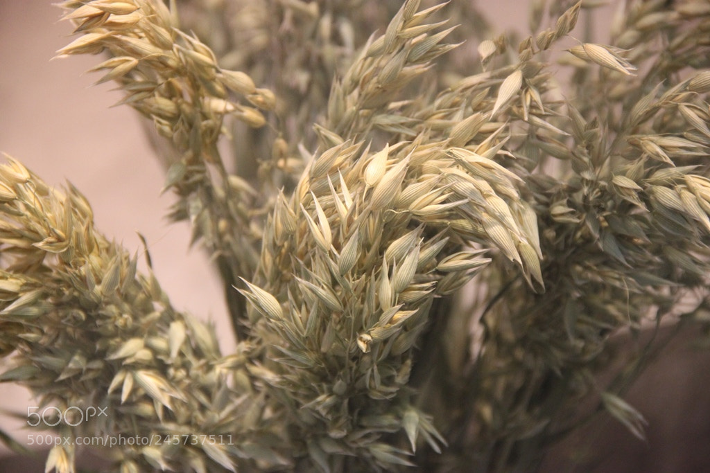 Canon EOS 500D (EOS Rebel T1i / EOS Kiss X3) sample photo. Green wheat closeup photography