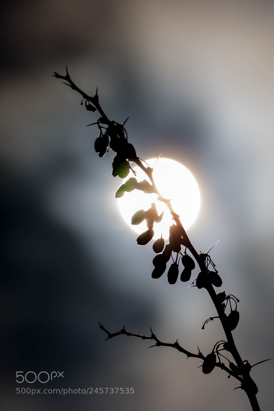 Nikon D7200 sample photo. Sun photography