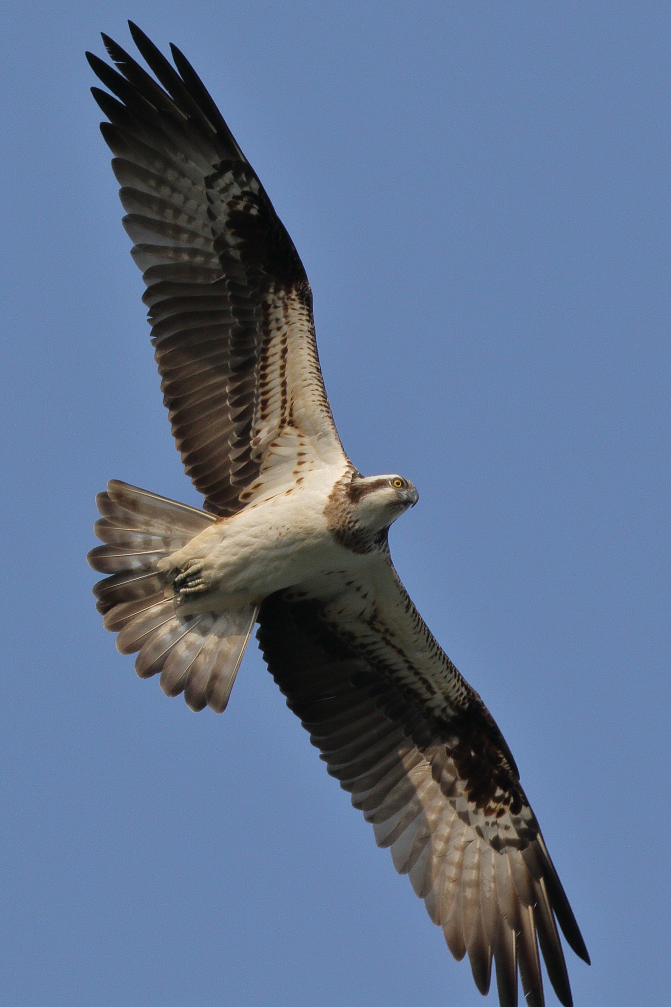 Canon EOS 7D Mark II sample photo. Osprey in flight 7i2a3737 photography