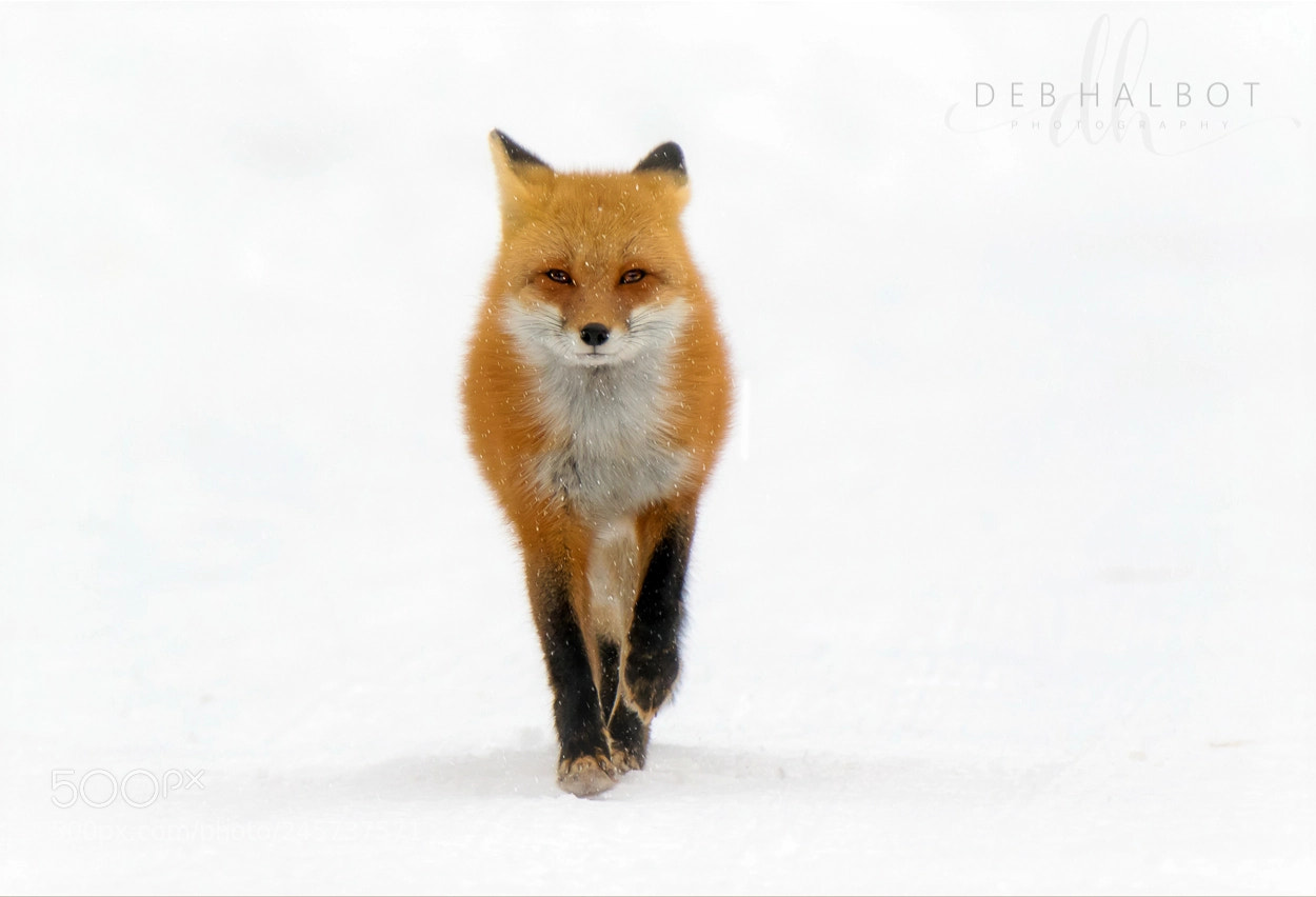 Canon EOS 7D Mark II sample photo. Winter red fox photography