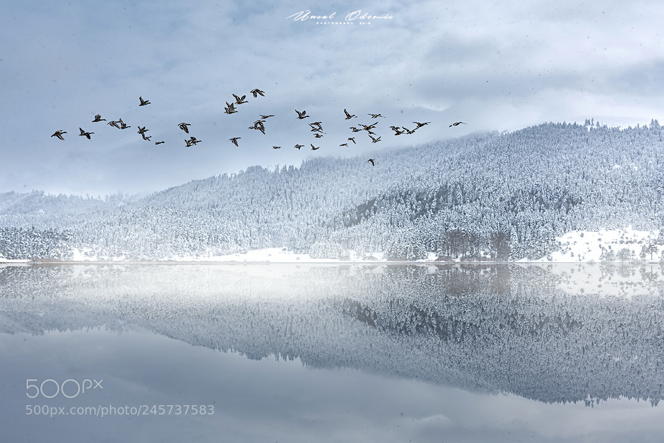 Nikon D810 sample photo. Winter tale 11 photography